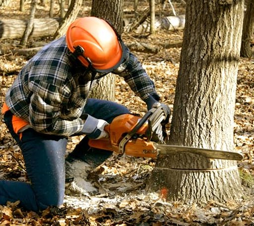 Tree Removal in Wales, UT
